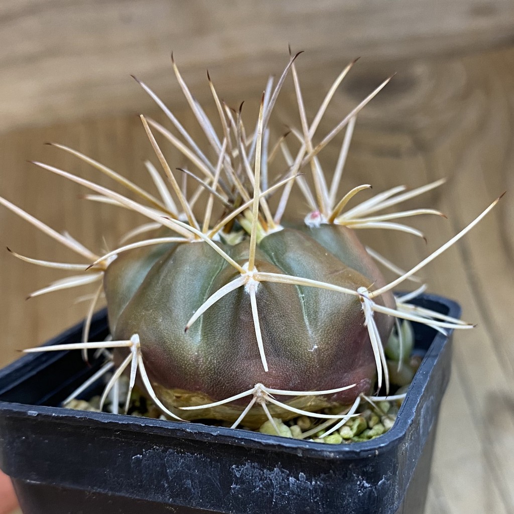 DP38893 Gymnocalycium eurypleurum - Image 2