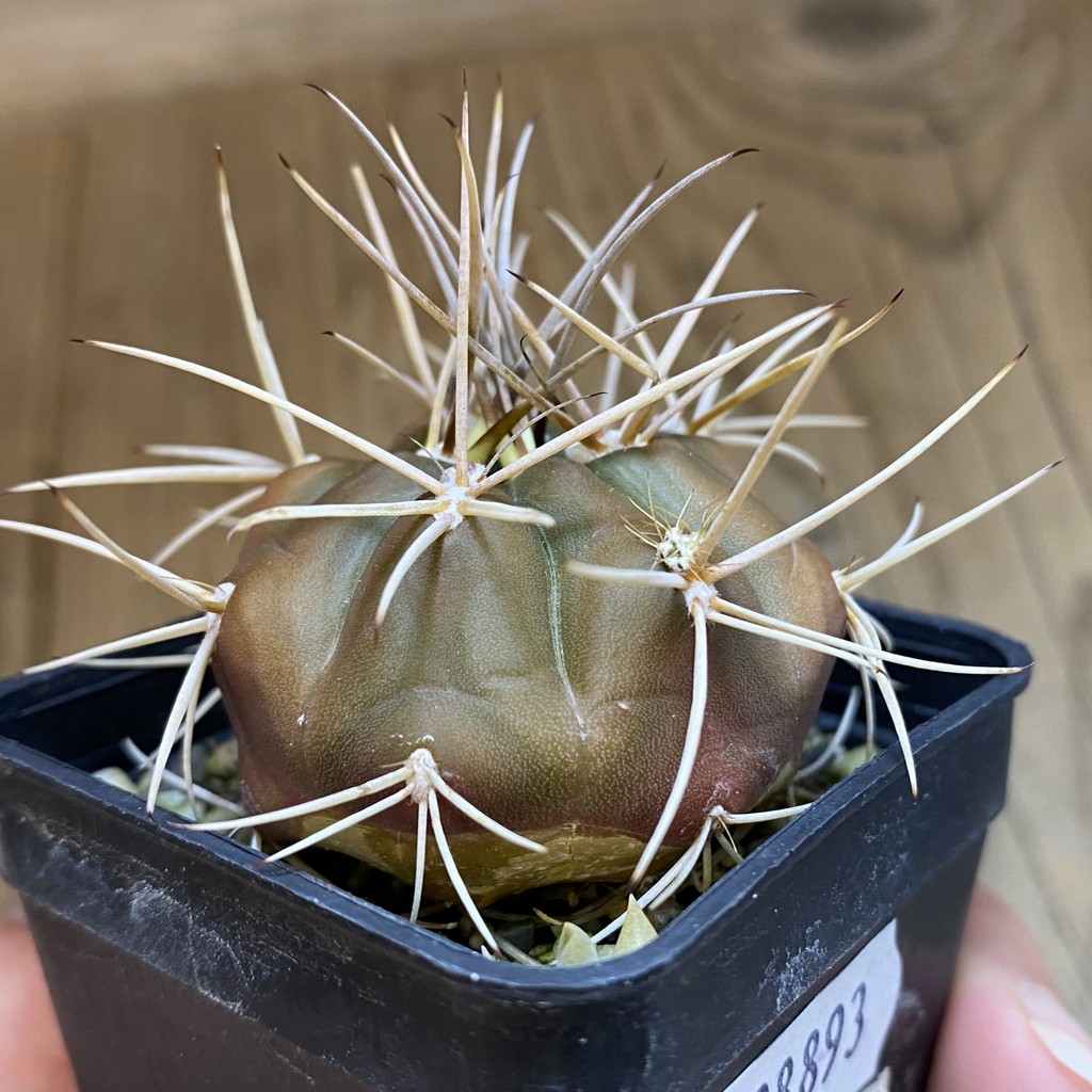 DP38893 Gymnocalycium eurypleurum - Image 3
