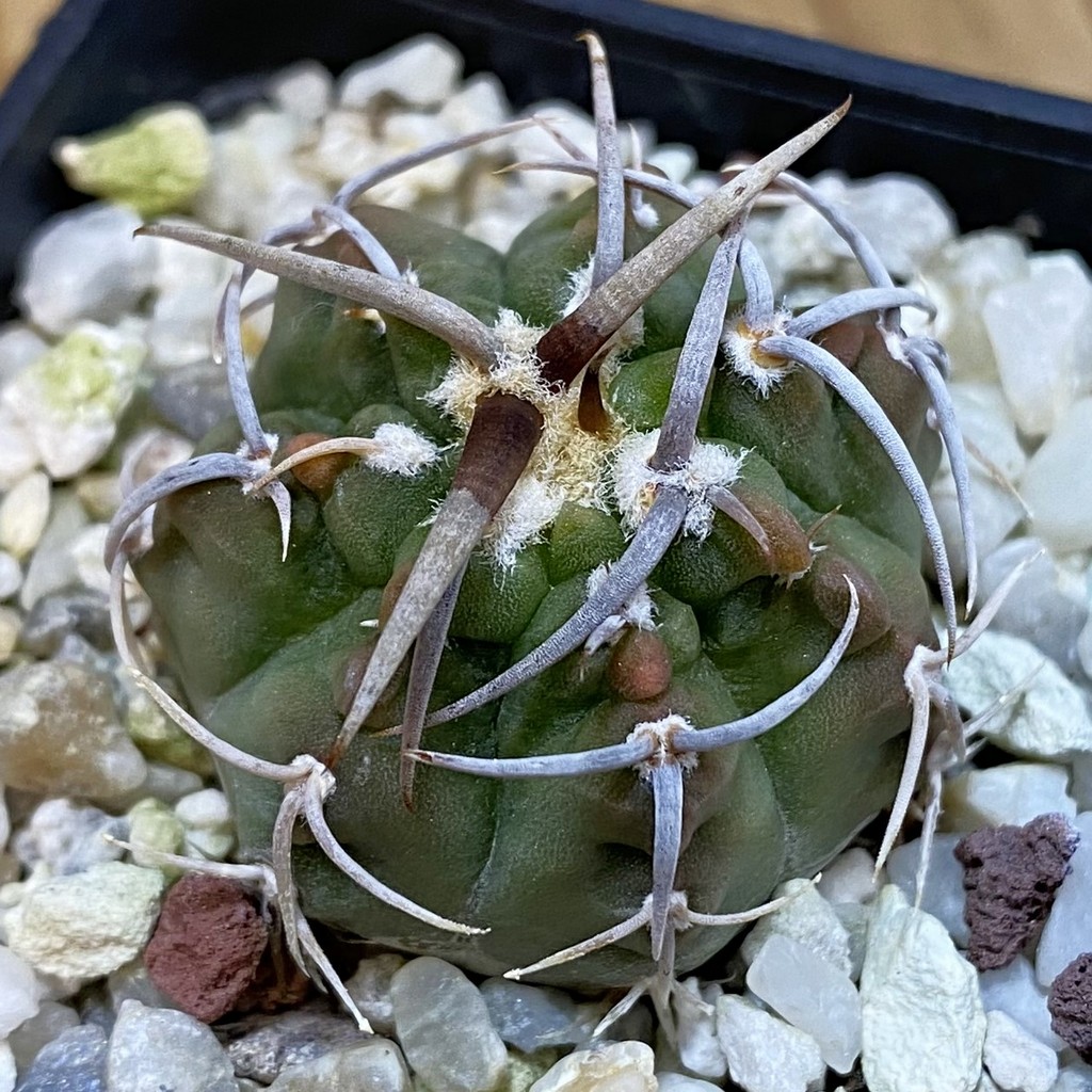 DP38894 Gymnocalycium vatteri, selection