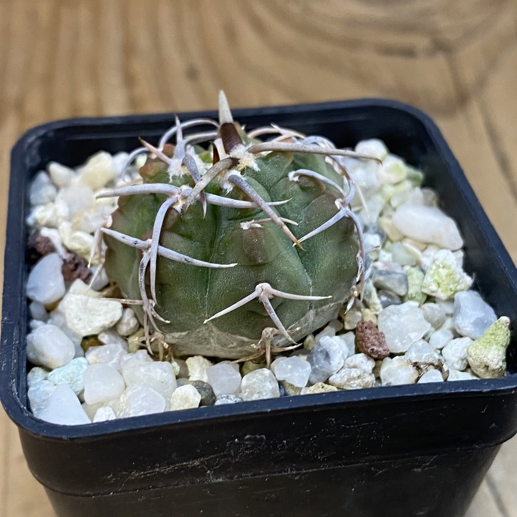DP38894 Gymnocalycium vatteri, selection - Image 2