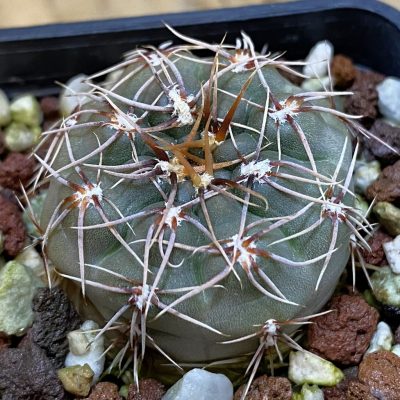 DP38895 Gymnocalycium sp. amerhauseri x altagraciense