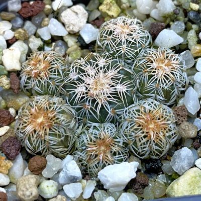 DP38896 Gymnocalycium bruchii