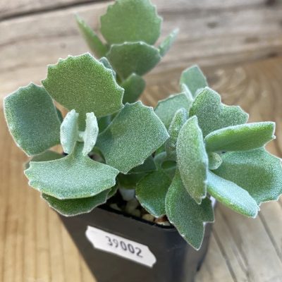 SH39002 Kalanchoe millotii