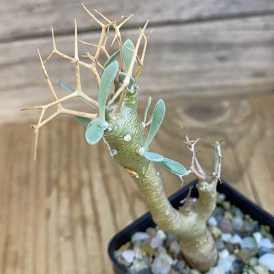 SH39003 Othonna euphorbioides