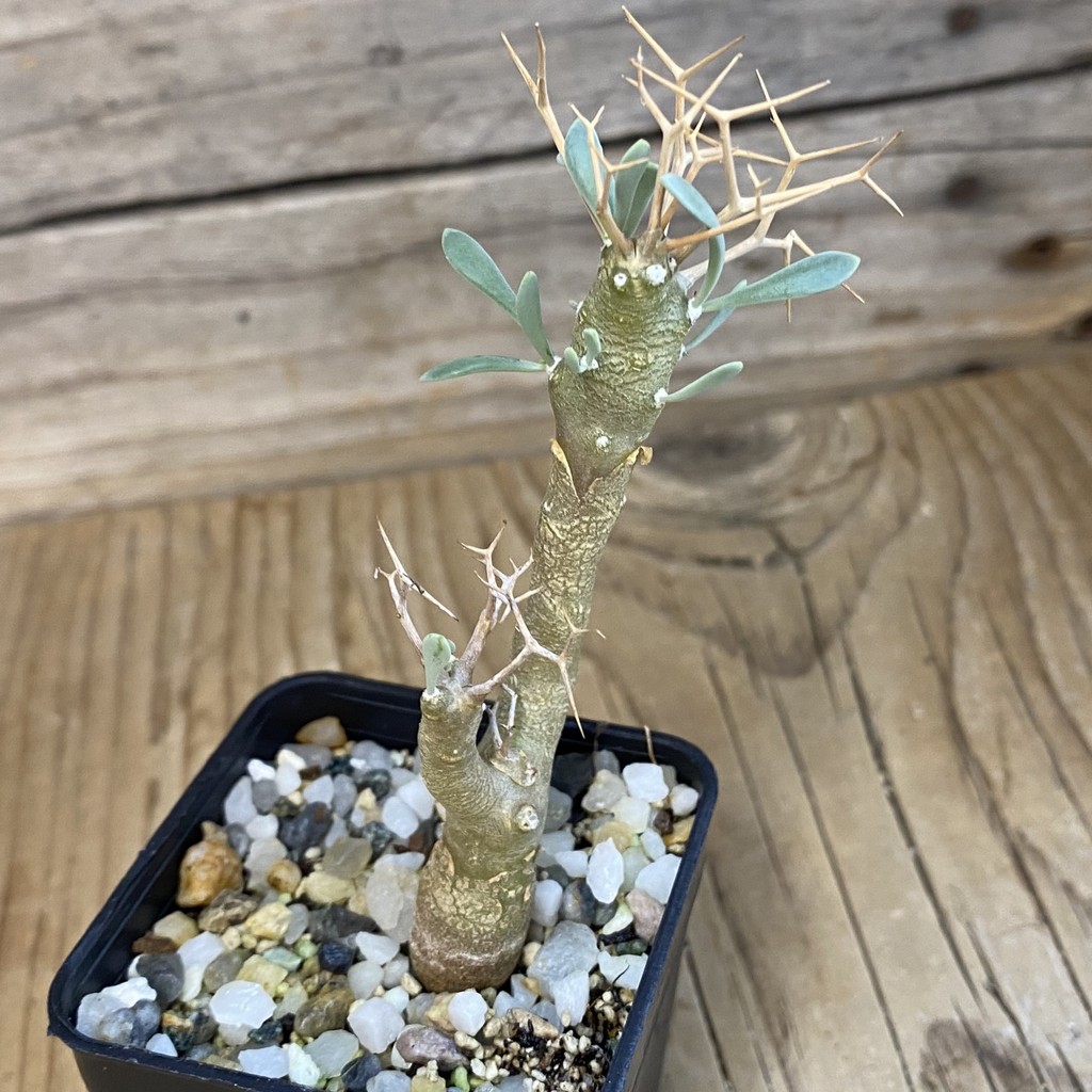 SH39003 Othonna euphorbioides - Image 2