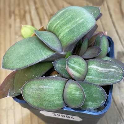 SH39004 Gasteria glomerata f. variegata