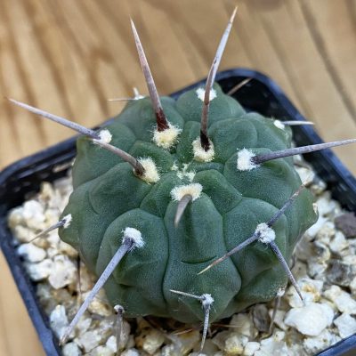 SH38972 Gymnocalycium vatteri , clon 3