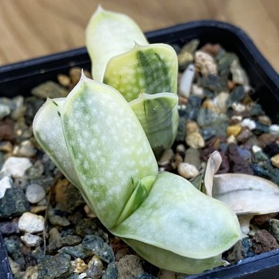SH39005 Gasteria nigricans v. marmorata f. variegata