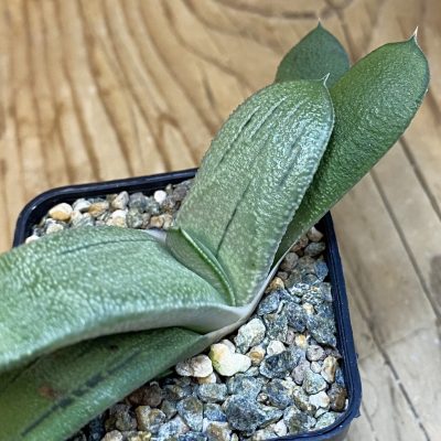 SH39006 Gasteria ‘Hakugei’ hybrid
