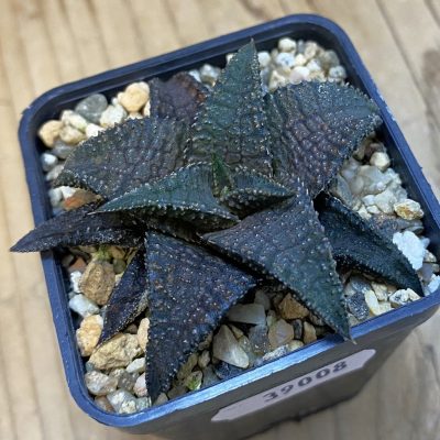 SH39008 Haworthia koelmaniorum ‘Black Dragon’