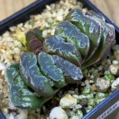 SH39009 Haworthia truncata x splendens