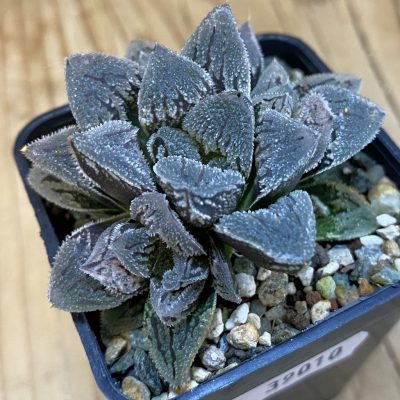 SH39010 Haworthia ‘Kegazato’ hybrid