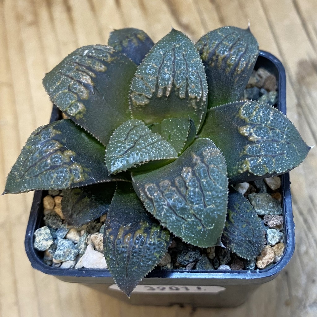 SH39011 Haworthia magnifica v. splendens hybrid