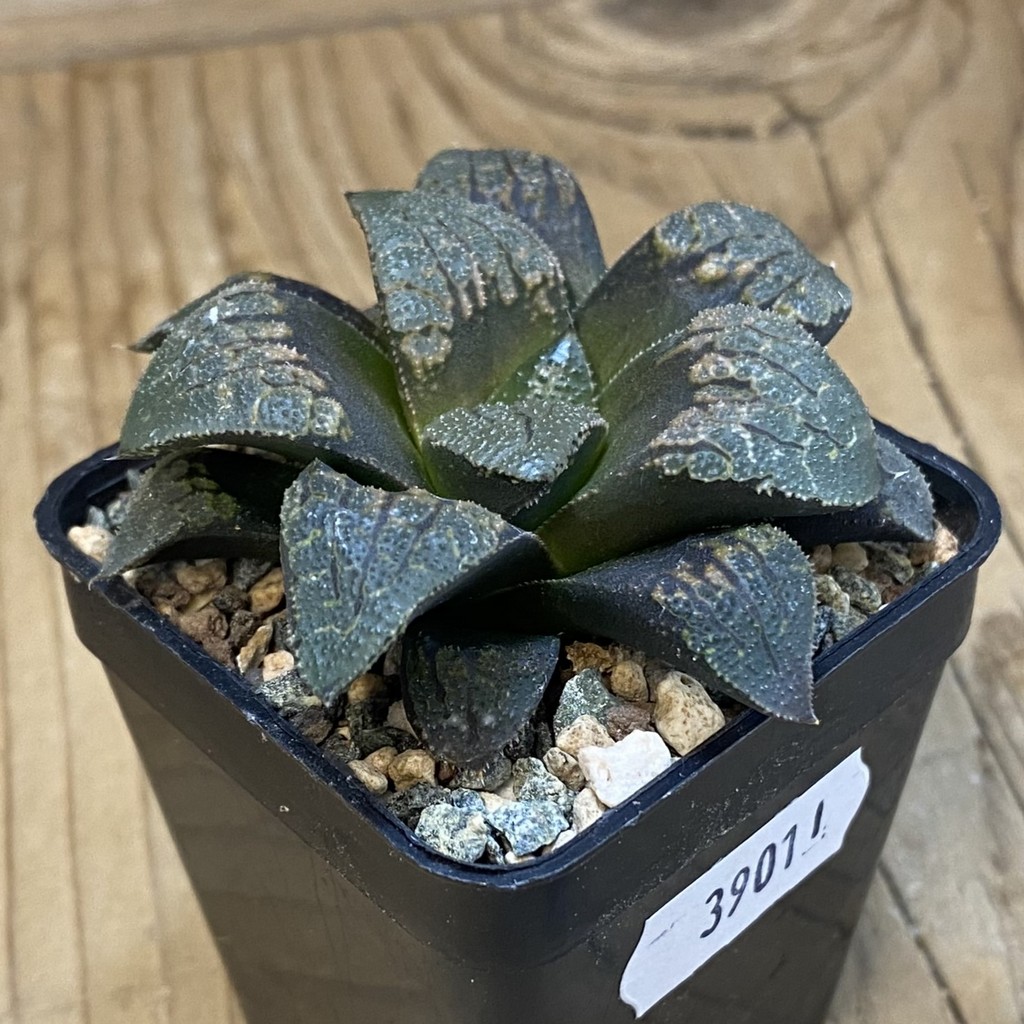 SH39011 Haworthia magnifica v. splendens hybrid - Image 2