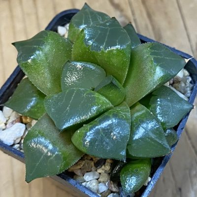 SH39012 Haworthia bayeri x retusa