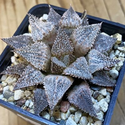 SH39013 Haworthia 'Hakuma'