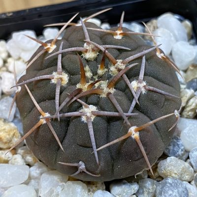 SH38973 Gymnocalycium riojense VG 664