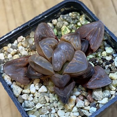 SH39015 Haworthia koelmaniorum ‘Silver'