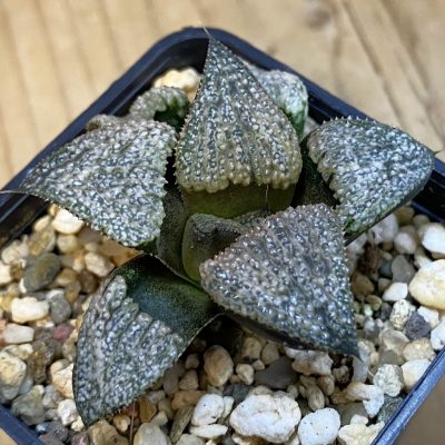 SH39018 Haworthia magnifica v. splendens GM456