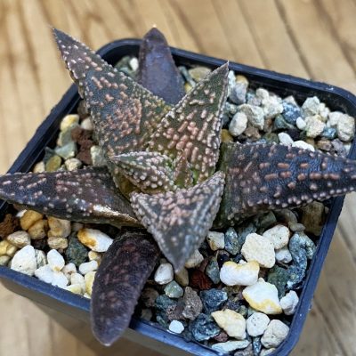 SH39019 Haworthia minima x 'Kintaikyo'
