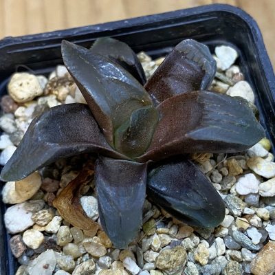 SH39020 Haworthia mutica