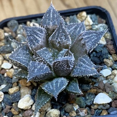 SH39021 Haworthia ‘Hatsushimo’ ex Cactus Nischi