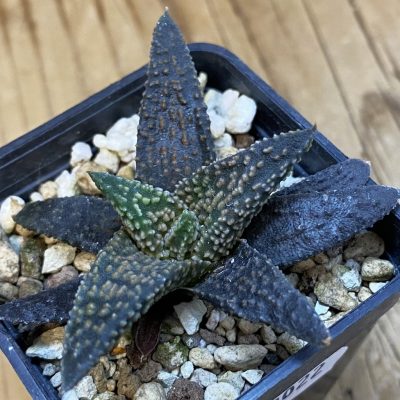 SH39022 Haworthia minima x ‘Kintaikyo’