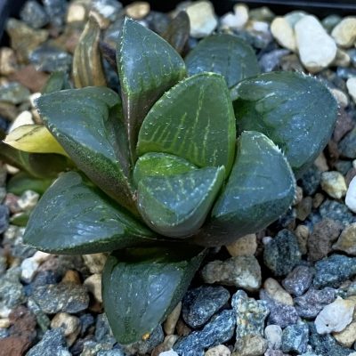 SH39023 Haworthia pygmaea f. variegata