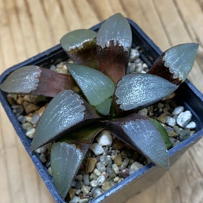 SH39024 Haworthia bayeri hybrid