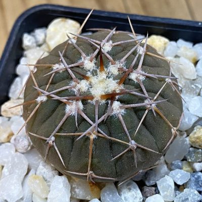 SH38974 Gymnocalycium riojense VG 664