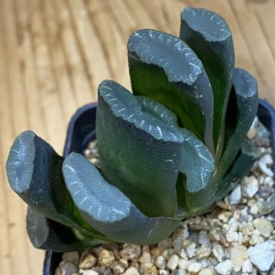 SH39025 Haworthia truncata