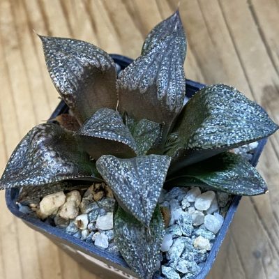 SH39026 Haworthia splendens hybrid