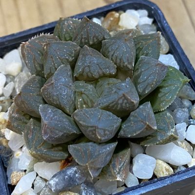 SH39028 Haworthia cooperi hybrid
