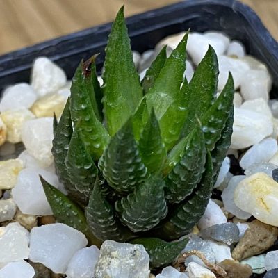 SH39029 Haworthia reinwardtii f. olivacea