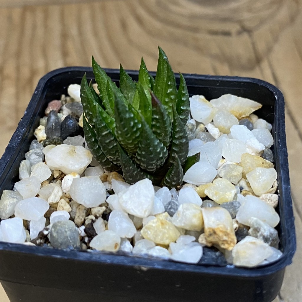 SH39029 Haworthia reinwardtii f. olivacea - Image 2