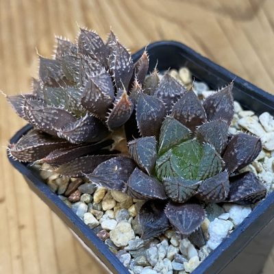 SH39031 Haworthia ‘Mirror Ball’
