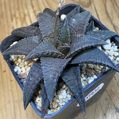 SH39032 Haworthia koelmaniorum ‘Black Dragon’
