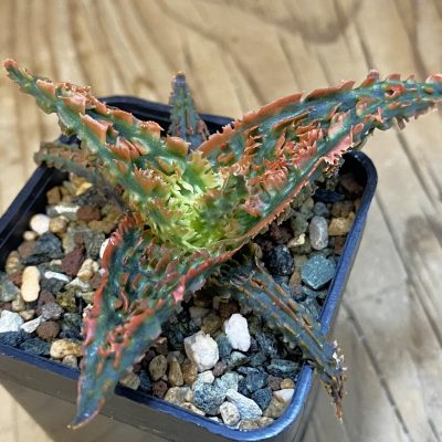 SH39033 Aloe TCT hybrid