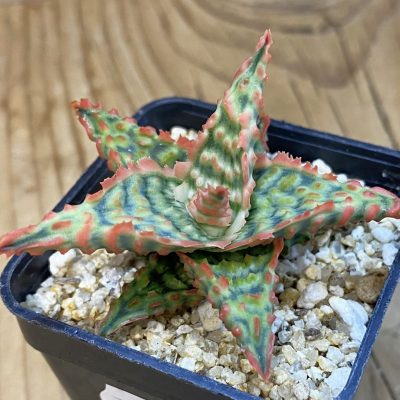 SH39034 Aloe TCT hybrid