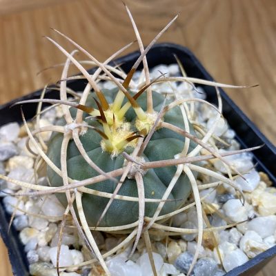 SH38969 Gymnocalycium cardenasianum