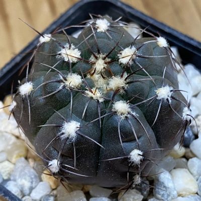 SH38975 Gymnocalycium aff. nataliae STO 868