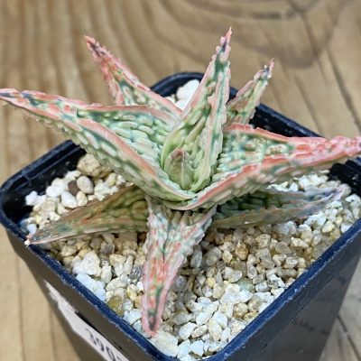 SH39035 Aloe TCT hybrid