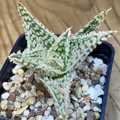 SH39036 Aloe TCT hybrid