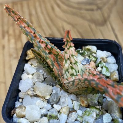 SH39037 Aloe TCT hybrid