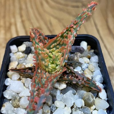 SH39038 Aloe TCT hybrid