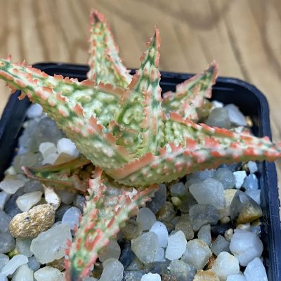 SH39039 Aloe TCT hybrid