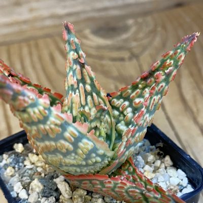 SH39040 Aloe TCT hybrid