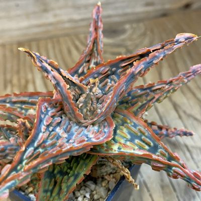 SH39041 Aloe TCT hybrid