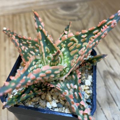 SH39042 Aloe TCT hybrid