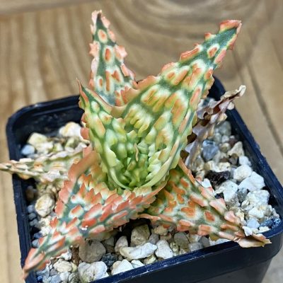 SH39043 Aloe TCT hybrid